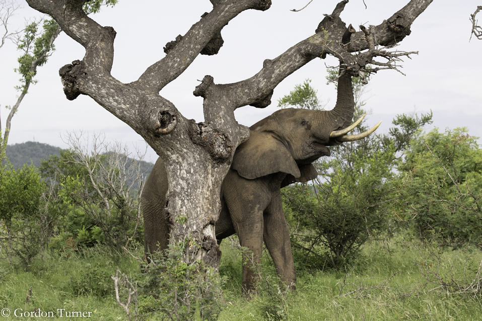 <h2>2020 South African Golf Cruise</h2>10 Nights | 4 Rounds | Cape Town – Cape Town | January 21 – 31